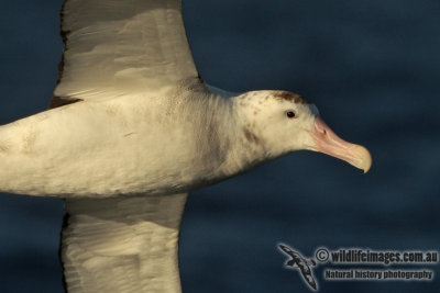 Antipodean Albatross a3532.jpg