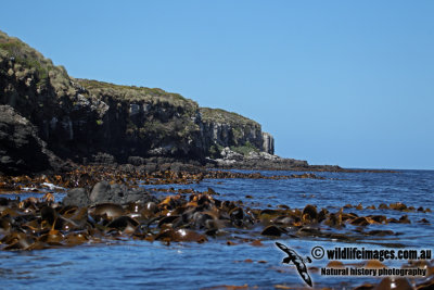 Auckland Island a1747.jpg