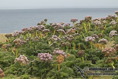 Auckland Island a7979.jpg