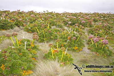 Auckland Island a8465.jpg