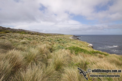 Auckland Island a8511.jpg