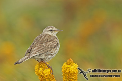 Auckland Island Pipit a5989.jpg