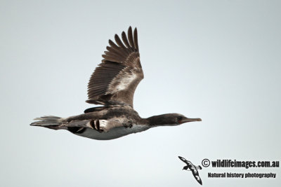 Bounty Island Shag a1105.jpg