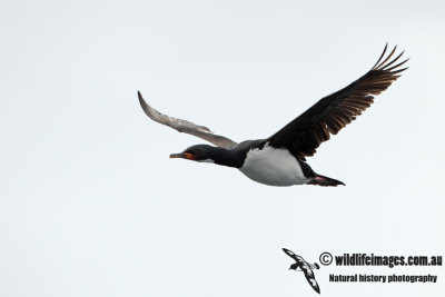 Campbell Island Shag a4038.jpg