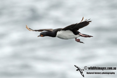 Campbell Island Shag a4285.jpg