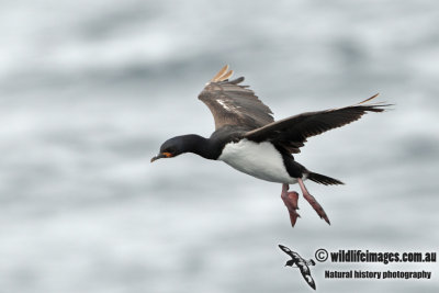 Campbell Island Shag a4286.jpg