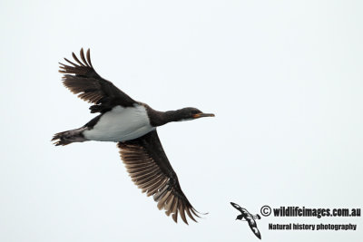 Campbell Island Shag a4527.jpg