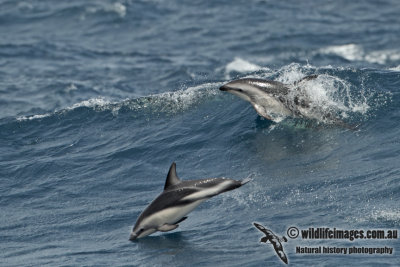 Dusky Dolphin a1713.jpg