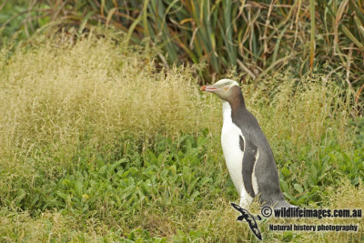 Yellow-eyed Penguin a5926.jpg