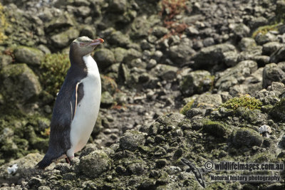 Yellow-eyed Penguin a6166.jpg