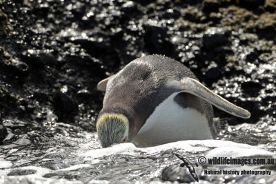 Yellow-eyed Penguin a6210.jpg