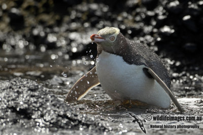 Yellow-eyed Penguin a6222.jpg