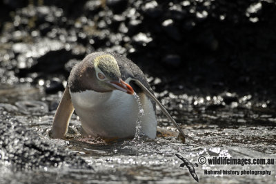 Yellow-eyed Penguin a6242.jpg