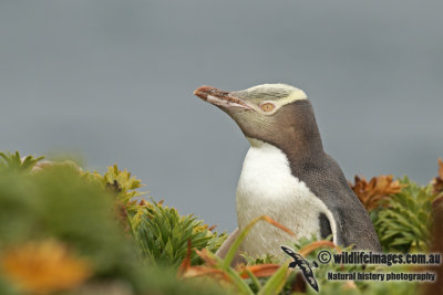 Yellow-eyed Penguin a7994.jpg