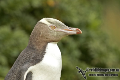 Yellow-eyed Penguin a8083.jpg