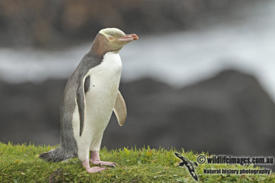 Yellow-eyed Penguin a8154.jpg