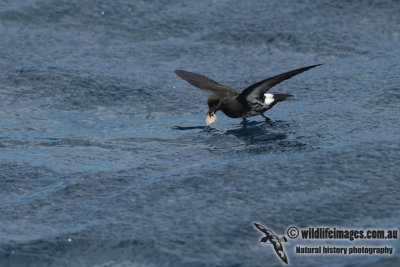 New Zealand Storm-Petrel a0492.jpg