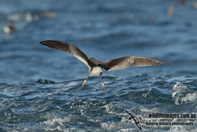 Buller's Shearwater a1324.jpg