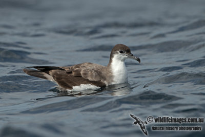 Buller's Shearwater a0765.jpg