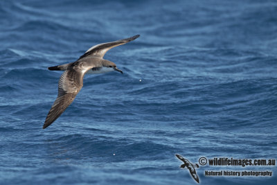 Buller's Shearwater a1038.jpg