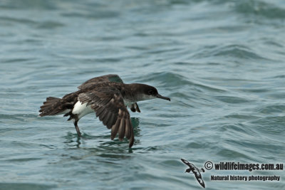 Fluttering Shearwater a0644.jpg