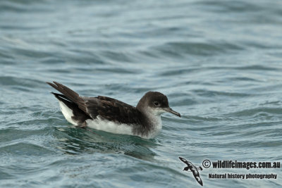 Fluttering Shearwater a0646.jpg