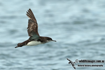 Fluttering Shearwater a0660.jpg