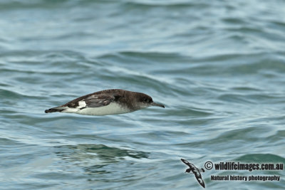 Fluttering Shearwater a0665.jpg