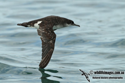 Fluttering Shearwater a0672.jpg