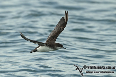 Fluttering Shearwater a0678.jpg