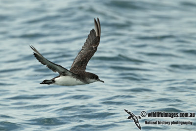 Fluttering Shearwater a0679.jpg