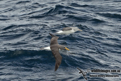 Chatham Island Albatross a8842.jpg