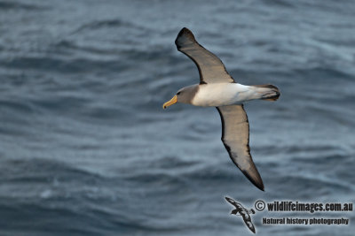 Chatham Island Albatross a9152.jpg
