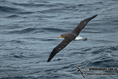Chatham Island Albatross a9155.jpg