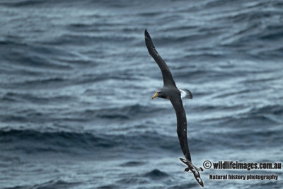 Chatham Island Albatross a9196.jpg