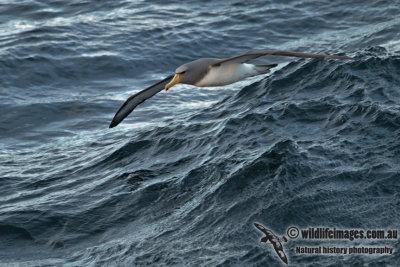 Chatham Island Albatross a9208.jpg
