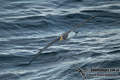 Chatham Island Albatross a9244.jpg