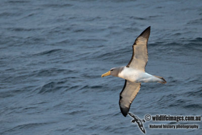 Chatham Island Albatross a9309.jpg
