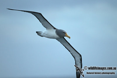 Chatham Island Albatross a9332.jpg