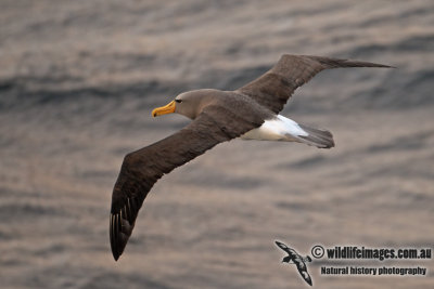 Chatham Island Albatross a9373.jpg