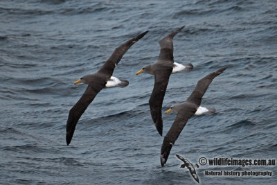 Chatham Island Albatross a9476.jpg