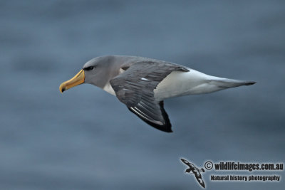 Chatham Island Albatross a9494.jpg