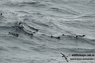 Erect-crested Penguin a1346.jpg