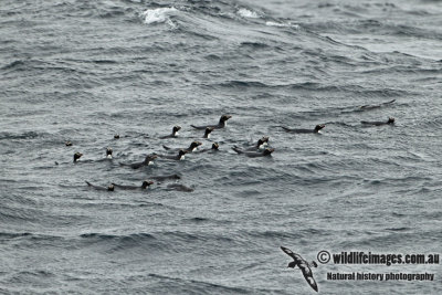 Erect-crested Penguin a1457.jpg