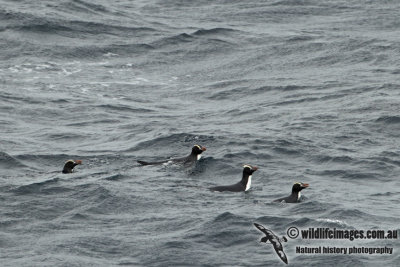 Erect-crested Penguin a1625.jpg