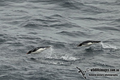 Erect-crested Penguin a1653.jpg