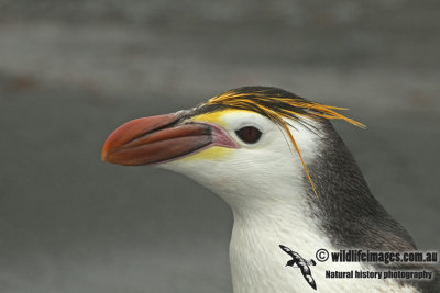 Royal Penguin a5736.jpg
