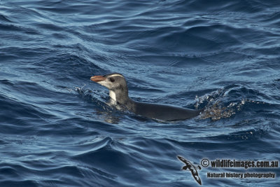 Erect-crested Penguin a2160.jpg