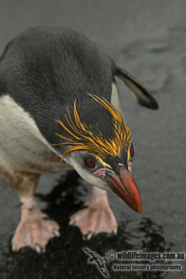 Royal Penguin a5747.jpg