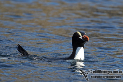 Erect-crested Penguin a2862.jpg